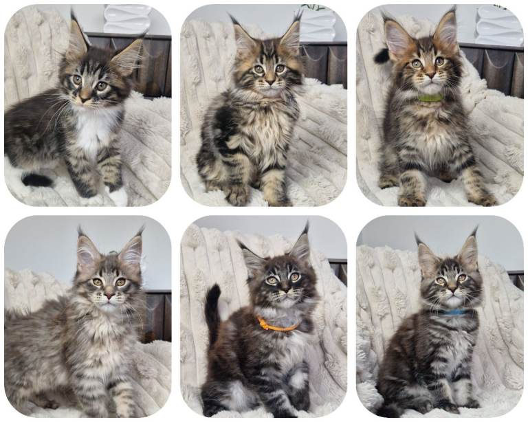 READY TO GO TICA registered maine coon kittens 