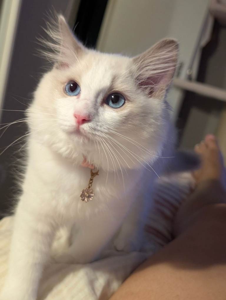 Last pedigree kitten left Tica IGC lines 