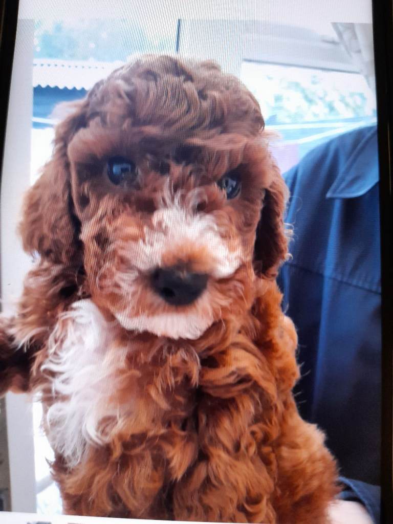 COOKAPOO PUPPYS FOR SALE 