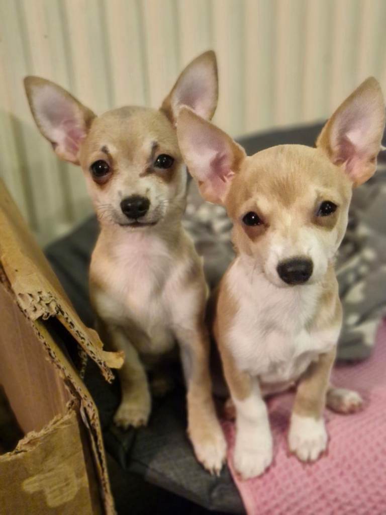 2 cute girl chihuahua puppies 