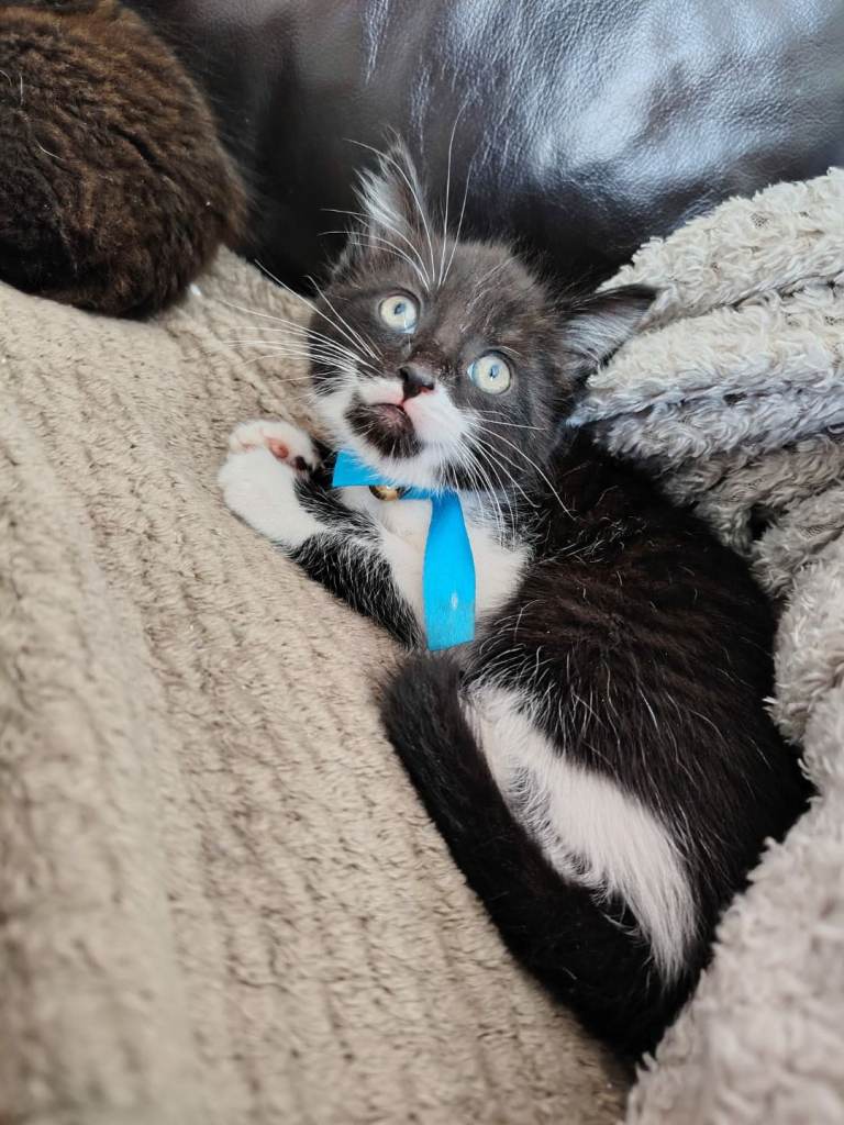 Kitten for sale 