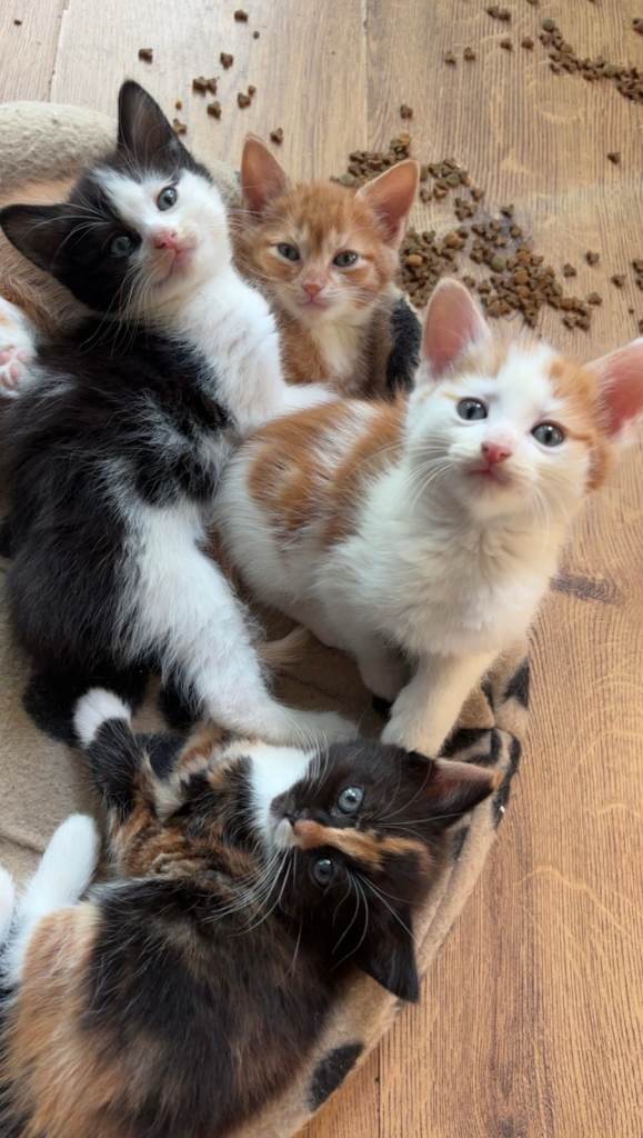 cat for sale 