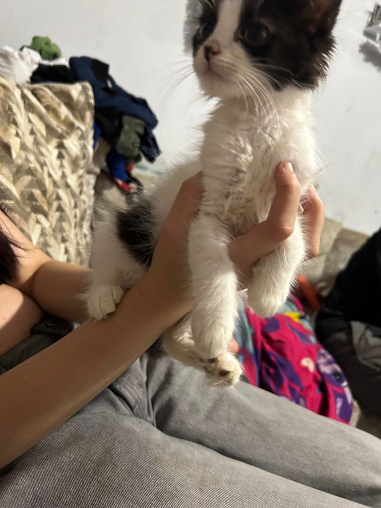 beautiful kittens ready now one boy one girl 