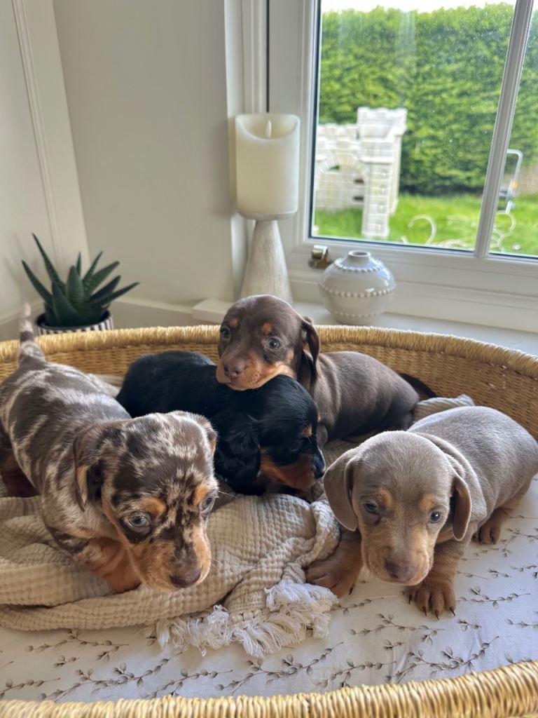 Miniature Dachshund Puppies – Full Bred