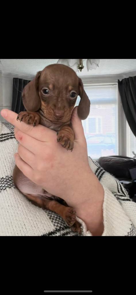 Dachshund puppies for sale. 