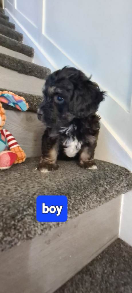 READY NOW Tiny fluffy jackapoo pups last bot available 