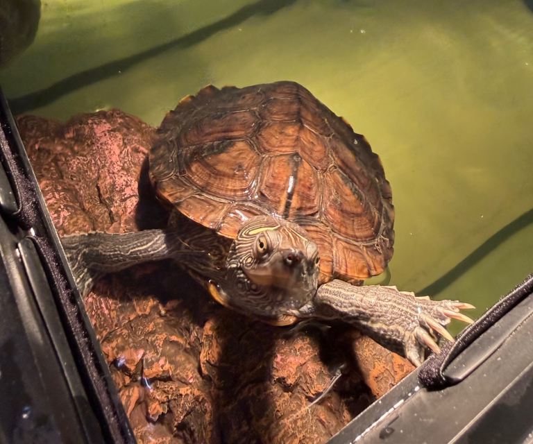 Map turtle