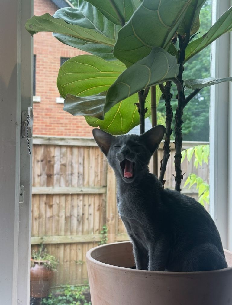 Oriental Blue Boy Kitten