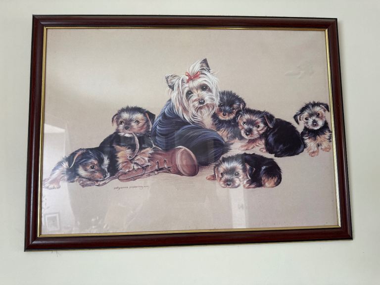 Pollyanna Pickering Yorkshire Terrier picture 