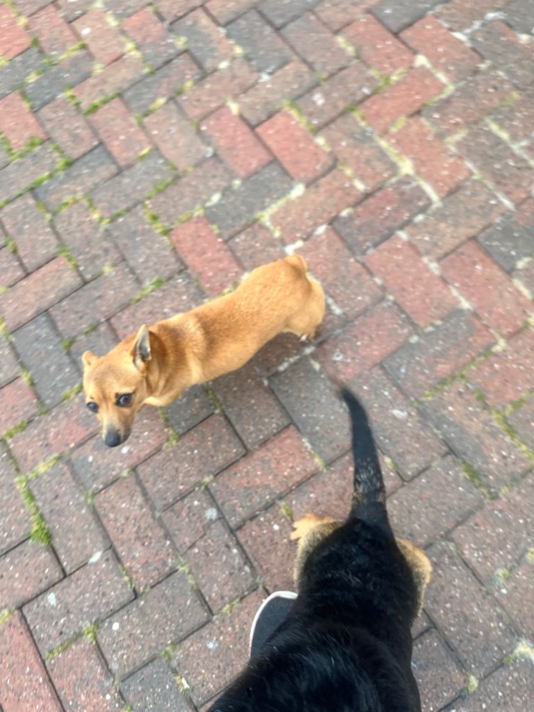 Cross between Chihuahua and Jack Russell