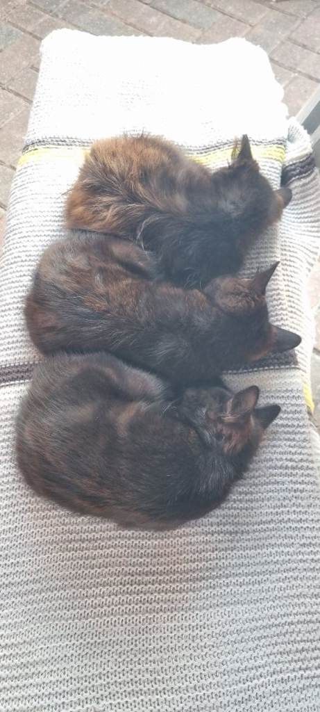 3 Adorable  Kittens Looking for Their Forever Homes! 🖤