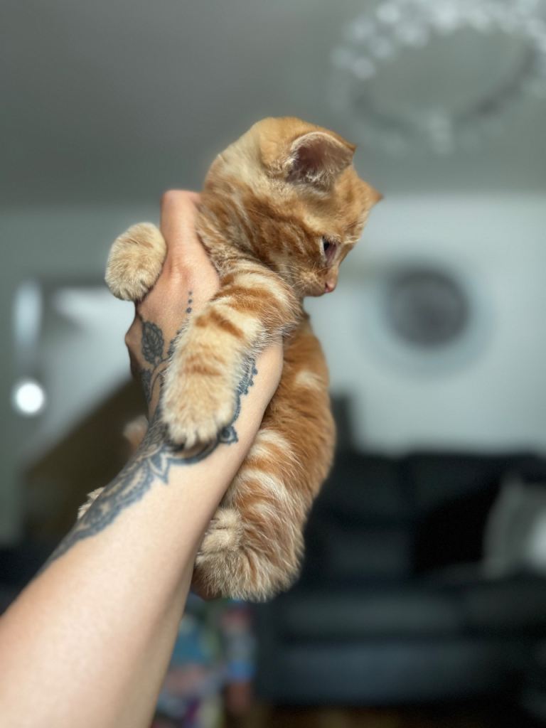 These American shorthair with siberian 