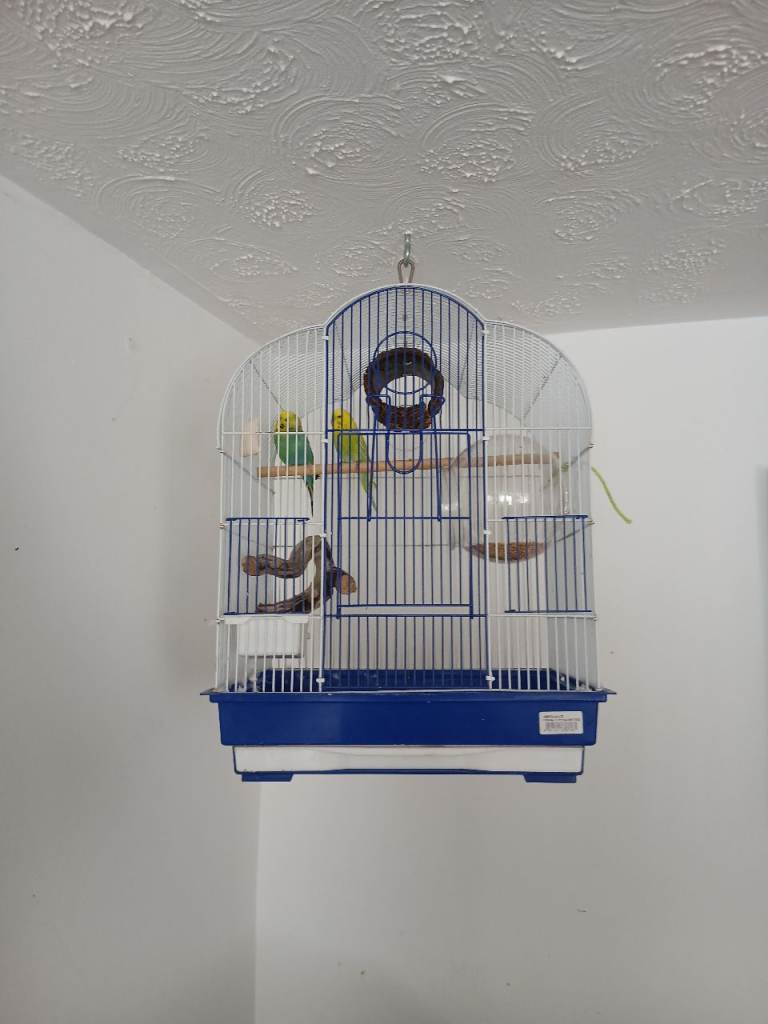 Budgie cage and accessories 