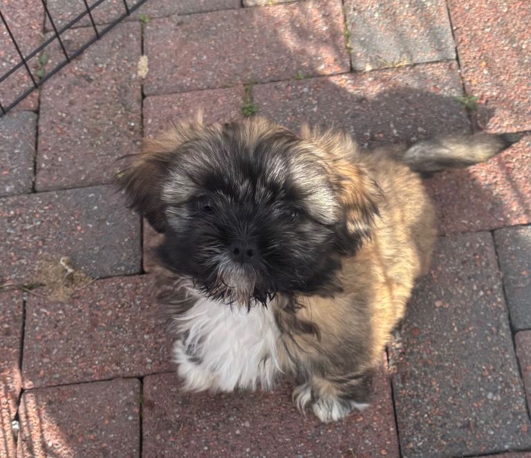 🐶✨BEAUTIFUL SHIH TZU PUPPIES 🐶 ✨