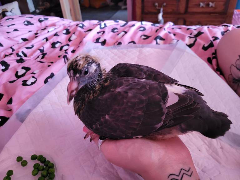 Pigeons looking for homes