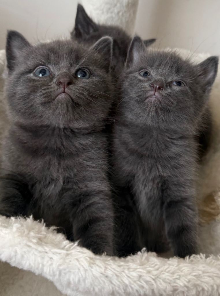 5 British shorthairs. 4 male and 1 female. 