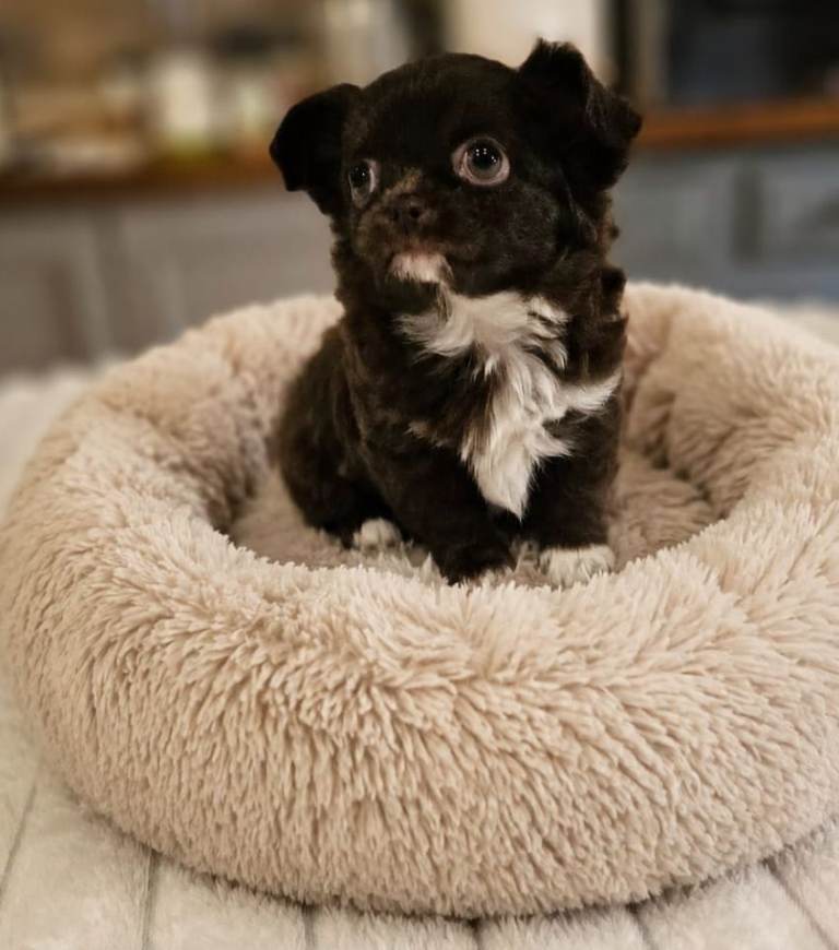 Beautiful brown female long coat Chihuahua