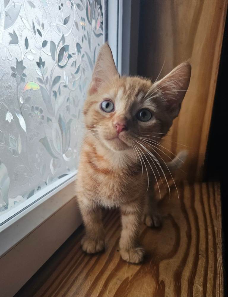 Kittens