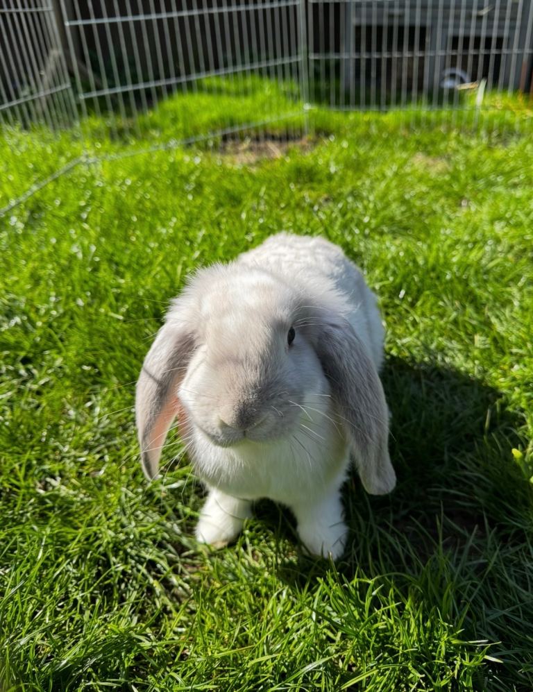 1 boy available ready to go, Pure bred French Lop kits