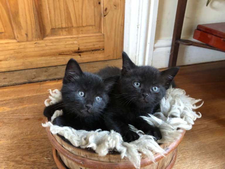 Silky Black Kittens for sale – one male and one female BOTH GONE TO NEW HOMES NOW