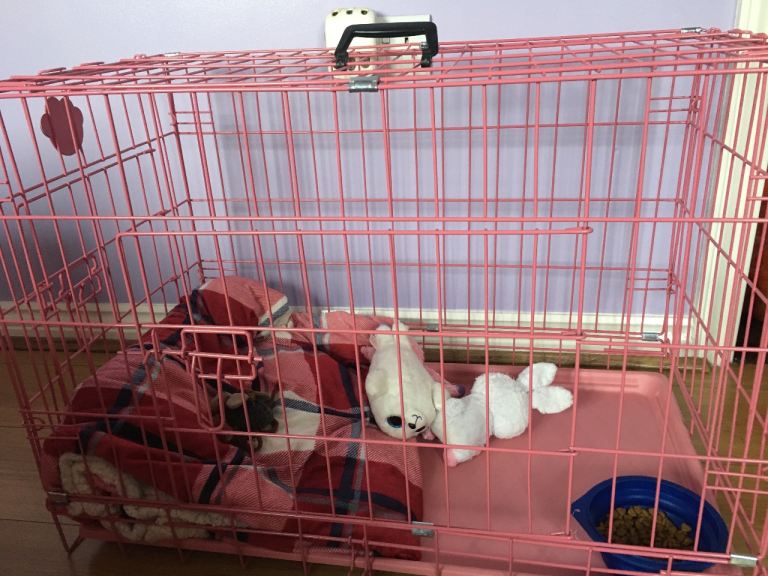 Dog cage 