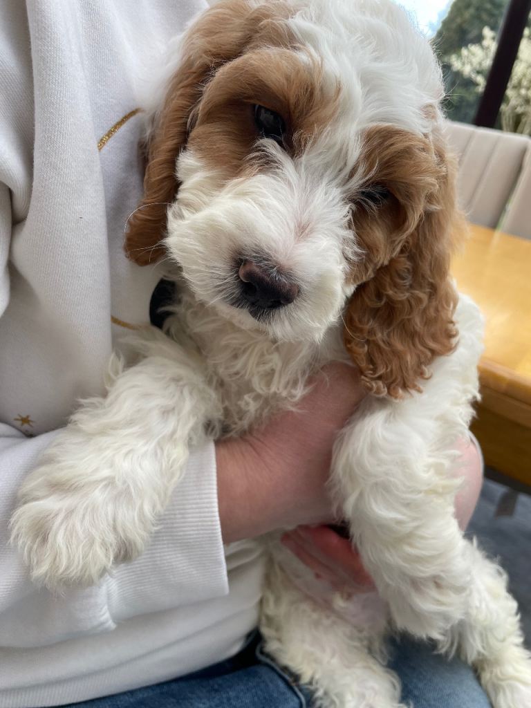 Adorable 10-week-old puppy Barney – loving home wanted