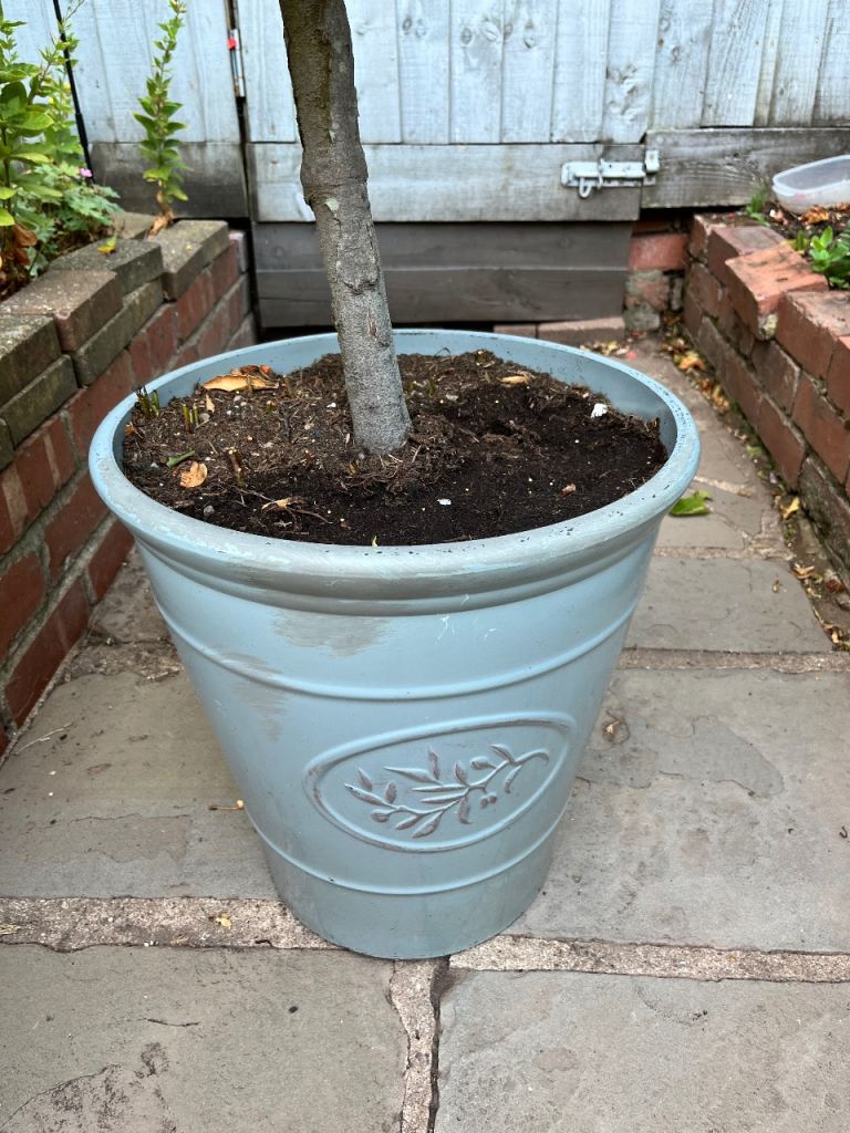 Large Blue Garden Planter with Bay Tree
