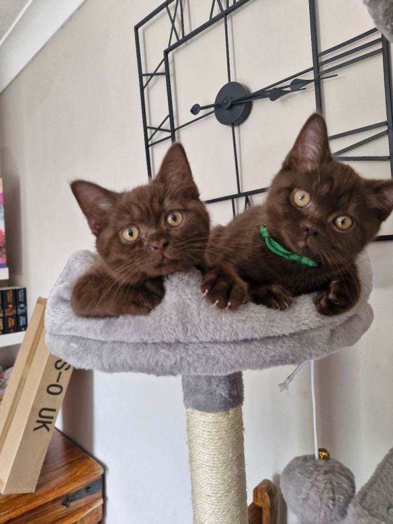 *READY NOW* Stunning Litter of Pedigree British Shorthair Kittens Chocolate 3 Boys 1 Girl 