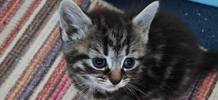 Beautiful kittens