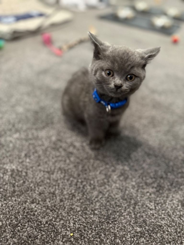 British Short Hair Kitten