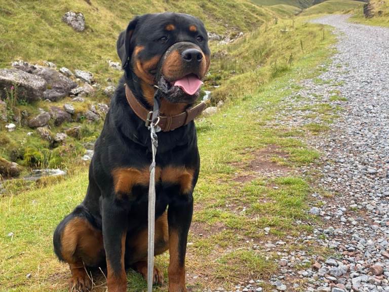 ROTTWEILER LOOKING FOR A SPECIAL HOME