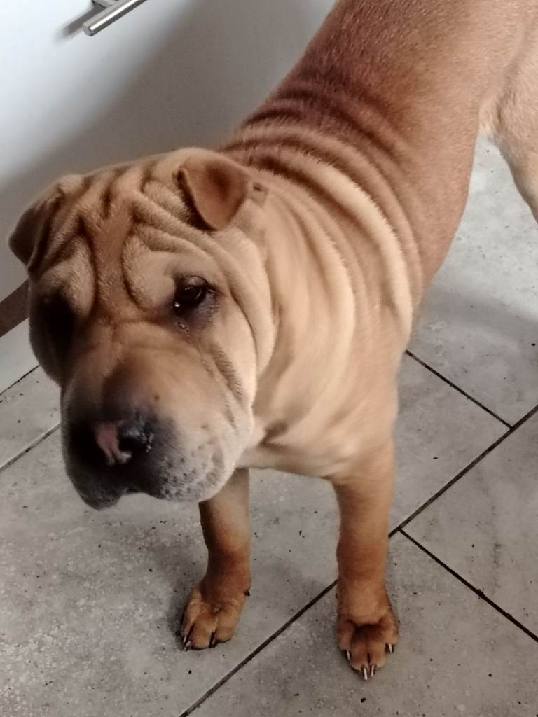 Shar Pei 