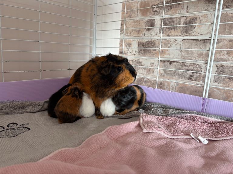 2 Girl baby Guinea Pigs