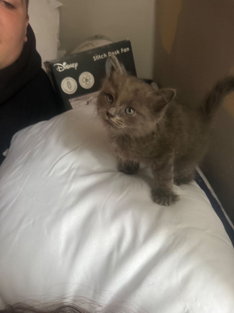 Ragdoll cross 