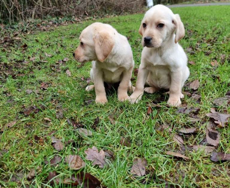 Labrador puppies 
