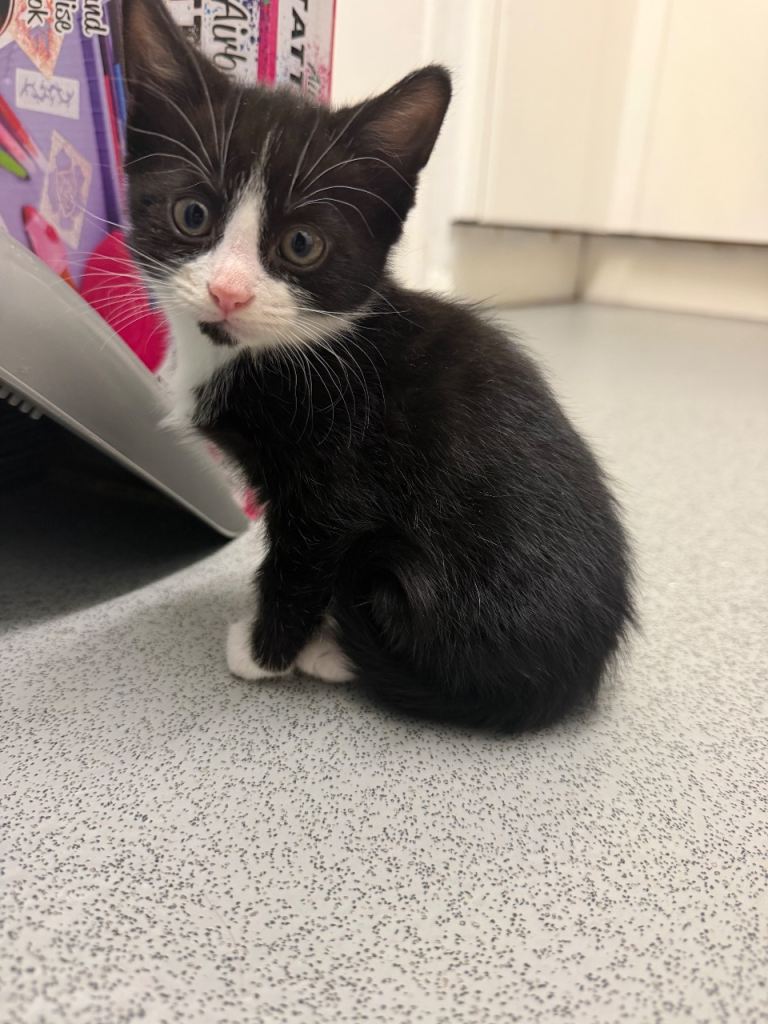 Kittens 