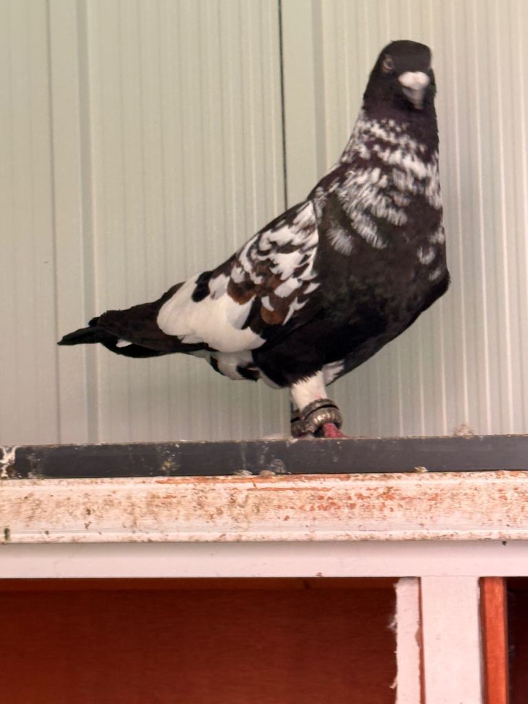 2 Afghans males pigeons and Lahore pair 