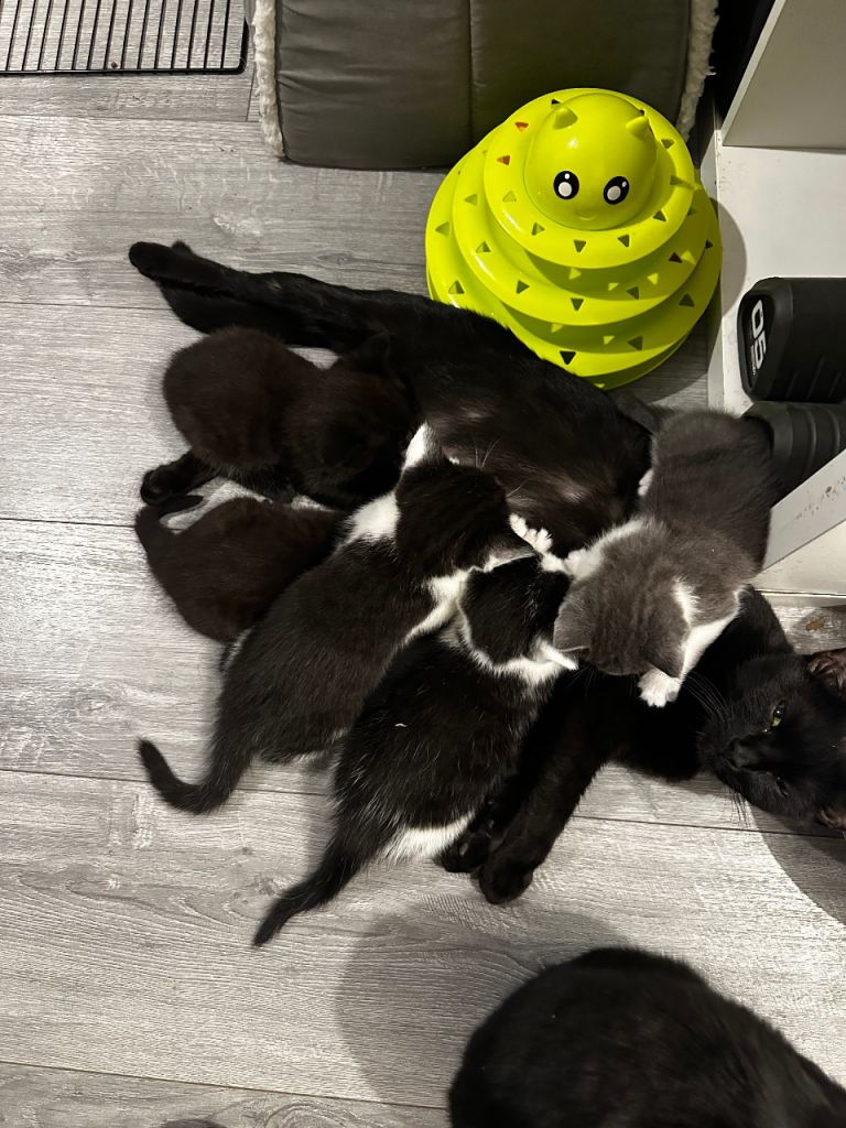 Beautiful kittens for sale