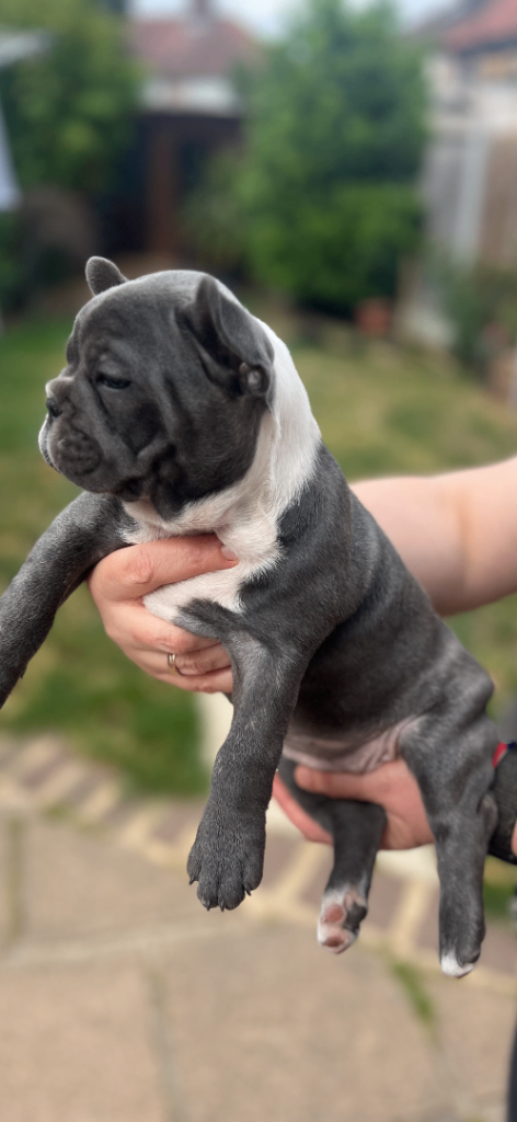 French bulldog puppies 