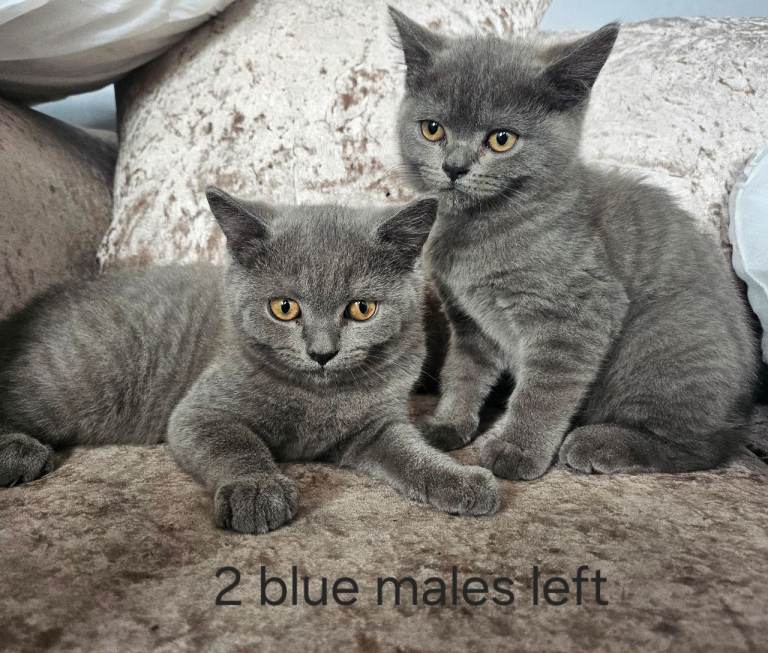 British blue shorthairs 2 males left price reduced 