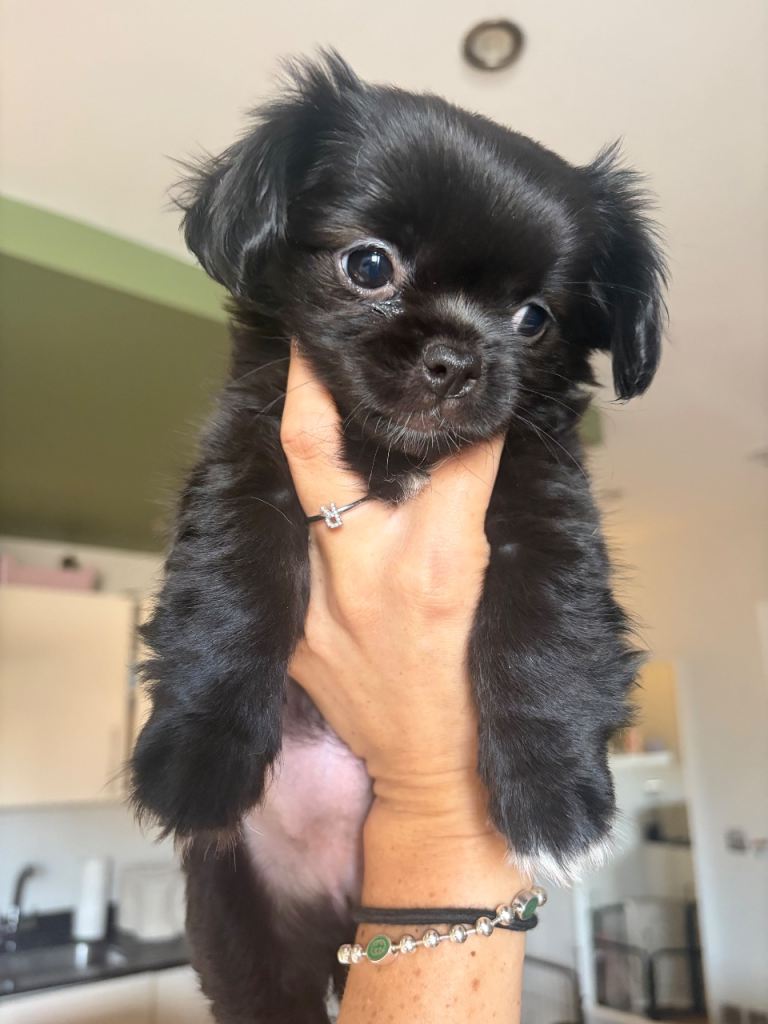 Female long haired black chihuahua