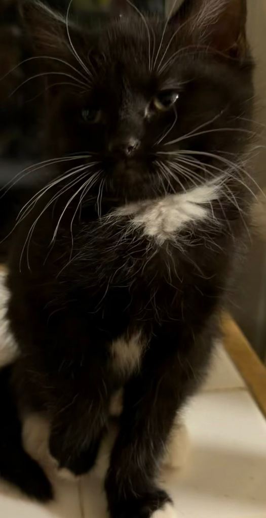 Beautiful Kittens for sale 