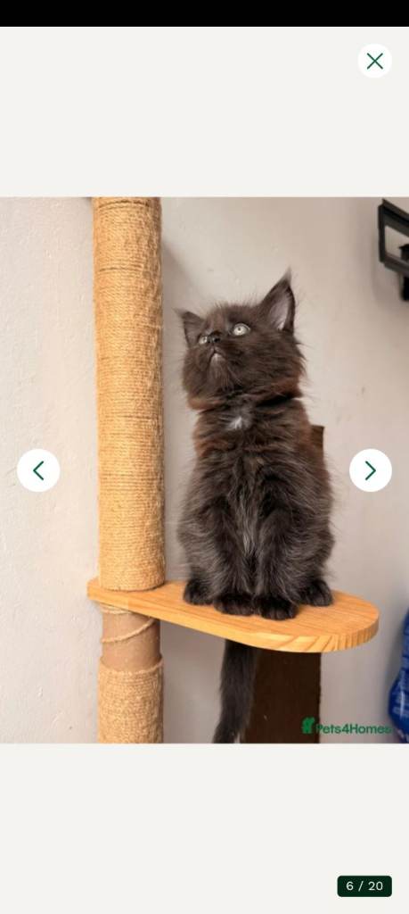 2 girls polidactyl and 1 boy minecoon kittens for sale