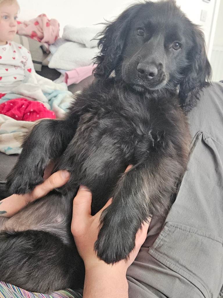 5 month old cocker spaniel/patterdale