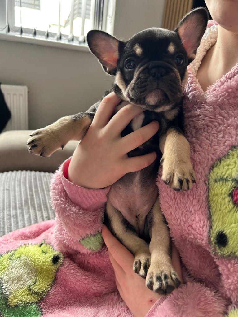French bulldog 