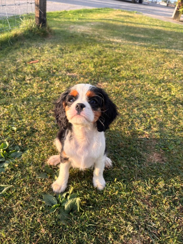 King Charles Cavalier pups 