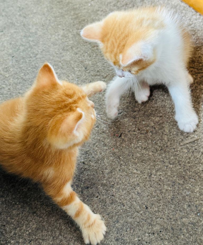 2 Adorable Male Kittens – Ready To Go!