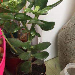 Mature money maker jade  plants