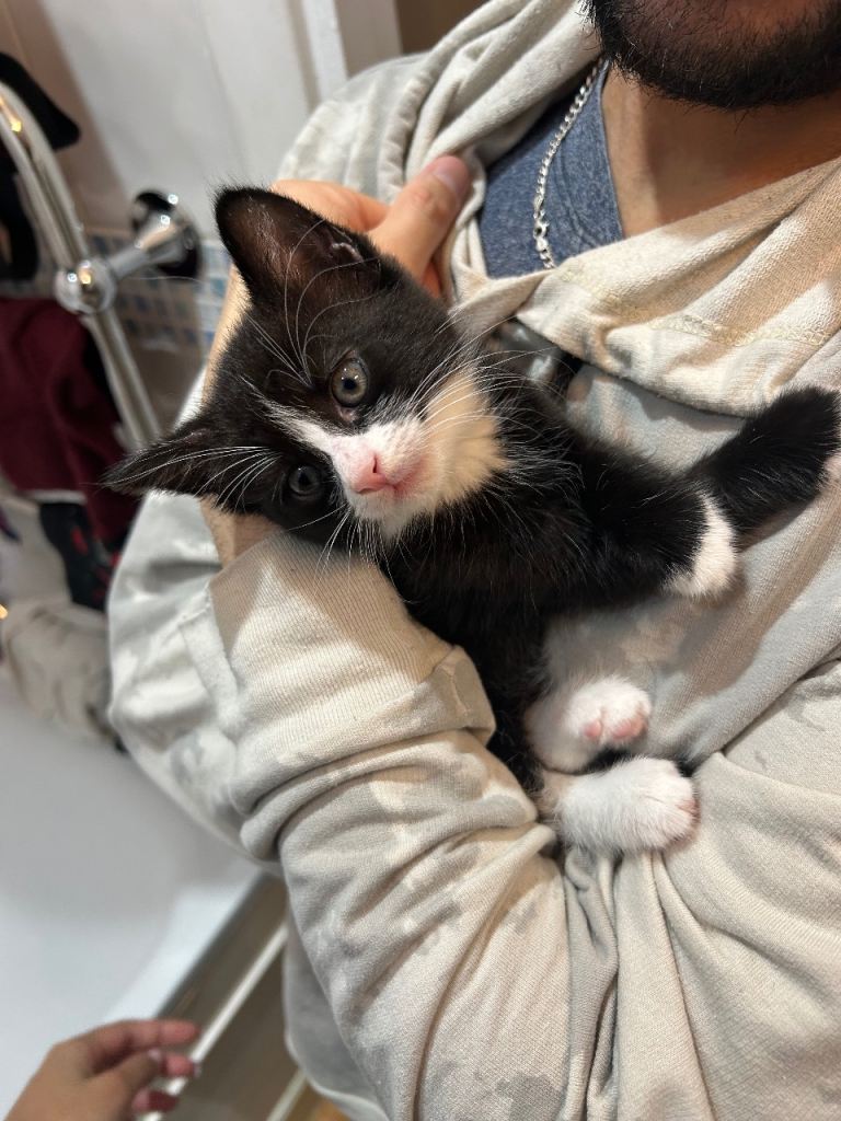 Super fluffy and loving male kitten