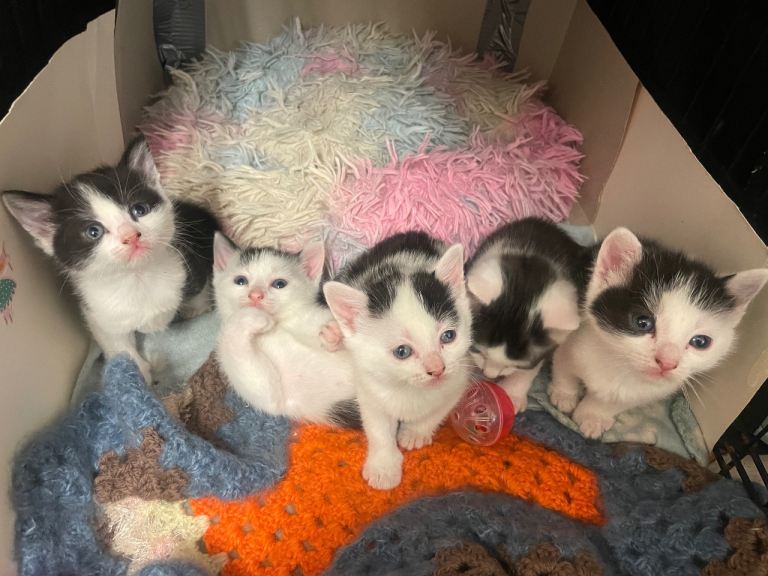 5 beautiful kittens for sale 